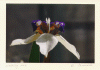 flower8.gif (133498 bytes)